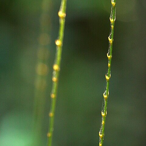 Calamus australis unspecified picture