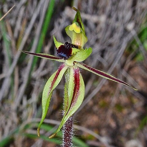 Caladenia toxochila unspecified picture