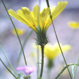 Calycoseris parryi unspecified picture