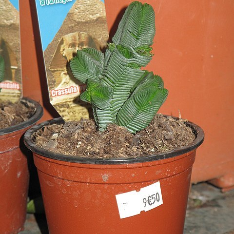 Crassula pyramidalis unspecified picture