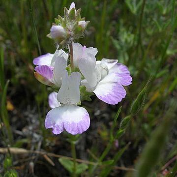 Collinsia callosa unspecified picture