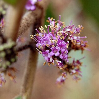 Callicarpa macrophylla unspecified picture