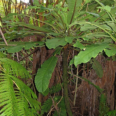 Cyanea tritomantha unspecified picture