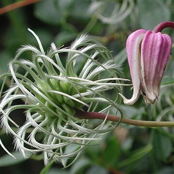 Clematis reticulata unspecified picture