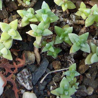 Crassula deltoidea unspecified picture