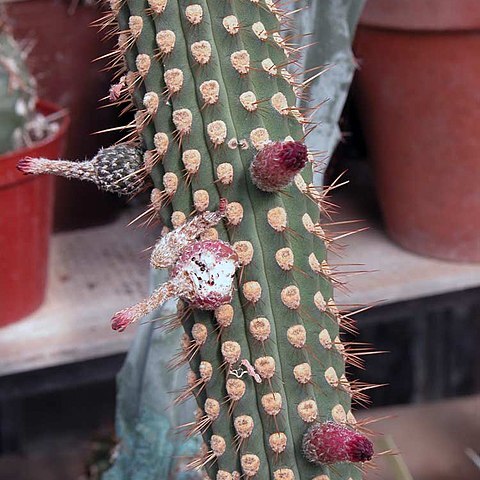 Cleistocactus reae unspecified picture