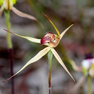 Caladenia lowanensis unspecified picture