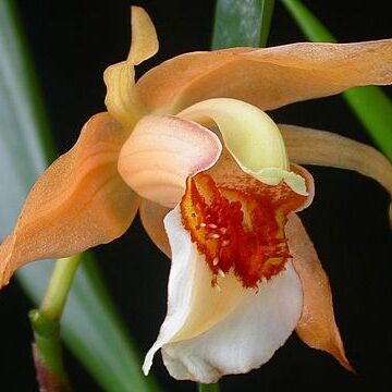 Coelogyne lawrenceana unspecified picture