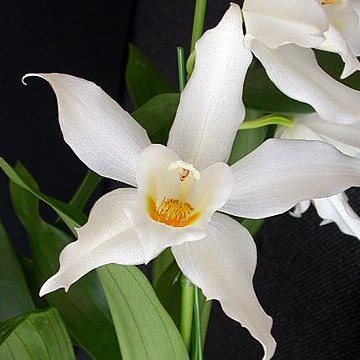 Coelogyne mooreana unspecified picture