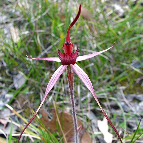 Caladenia concolor unspecified picture