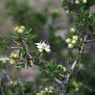 Crataegus tanacetifolia unspecified picture