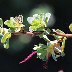 Cliffortia obcordata unspecified picture