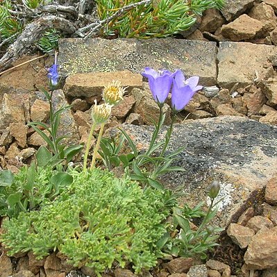 Campanula scabrella unspecified picture