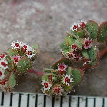 Euphorbia setiloba unspecified picture