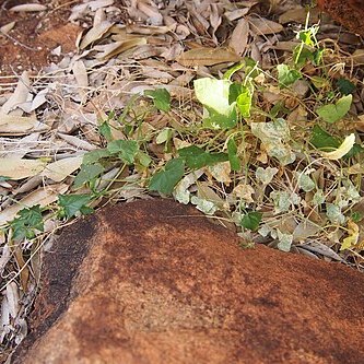 Cucumis argenteus unspecified picture