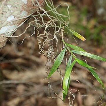 Plectorrhiza tridentata unspecified picture