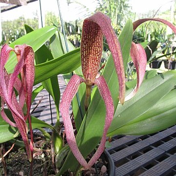 Bulbophyllum singulare unspecified picture