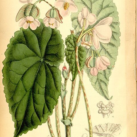 Begonia johnstonii unspecified picture