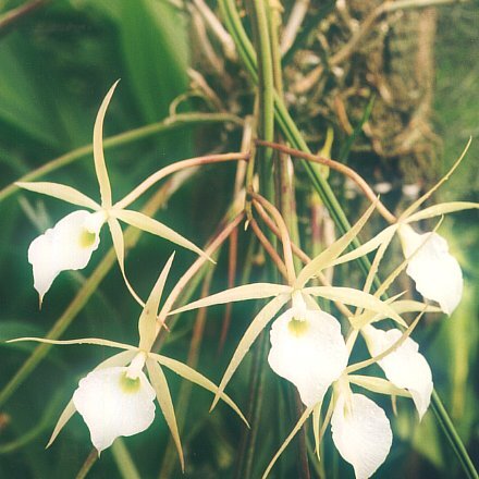 Brassavola flagellaris unspecified picture