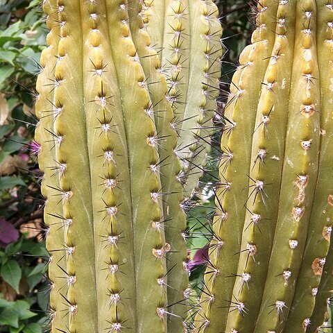 Browningia chlorocarpa unspecified picture