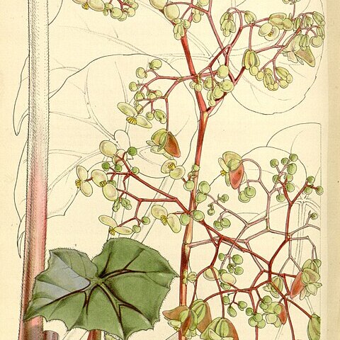 Begonia glandulosa unspecified picture