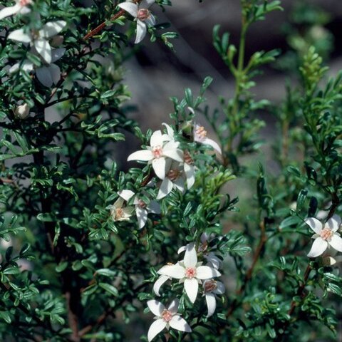 Boronia eriantha unspecified picture