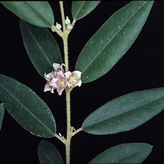 Boronia lanceolata unspecified picture