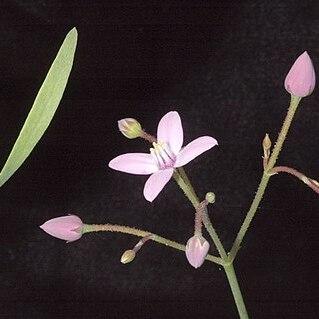 Boronia dichotoma unspecified picture