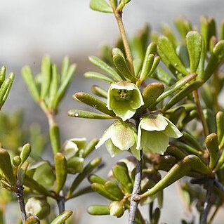 Boronia octandra unspecified picture