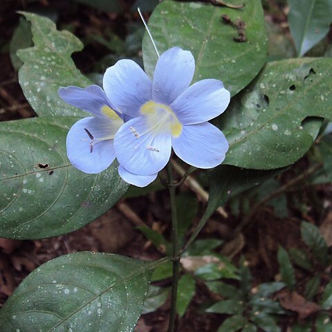 Barleria courtallica unspecified picture