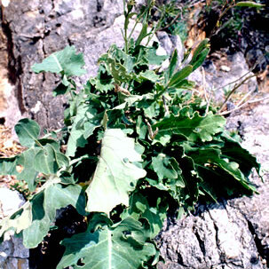 Brassica macrocarpa unspecified picture