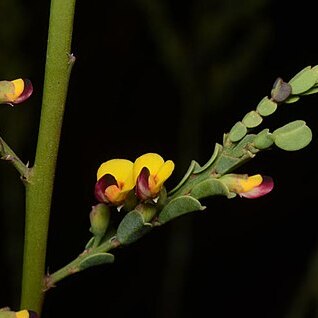 Bossiaea concolor unspecified picture