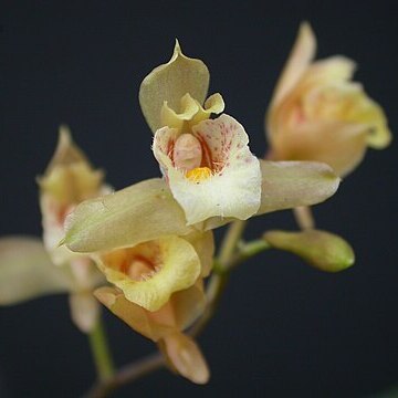 Bifrenaria racemosa unspecified picture