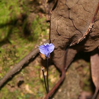 Burmanniaceae unspecified picture