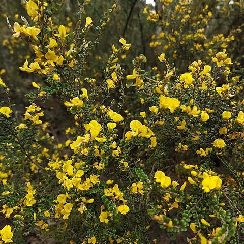 Bossiaea sericea unspecified picture