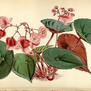 Begonia coriacea unspecified picture