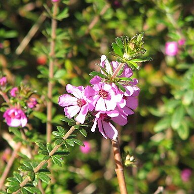 Bauera sessiliflora unspecified picture