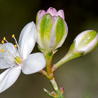 Boronia busselliana unspecified picture