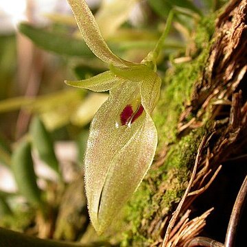 Barbosella australis unspecified picture