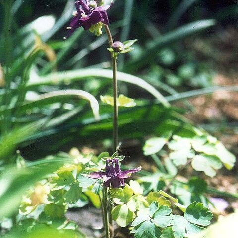 Aquilegia grata unspecified picture