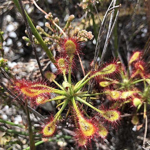 Drosera glabripes unspecified picture