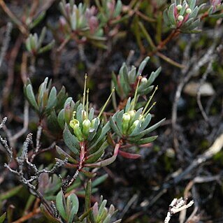 Darwinia glaucophylla unspecified picture