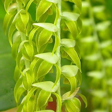 Dendrochilum magnum unspecified picture