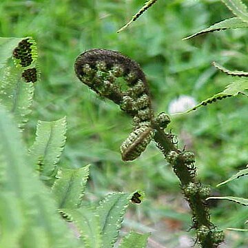 Dryopteris atrata unspecified picture