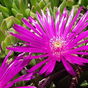 Delosperma lavisiae unspecified picture