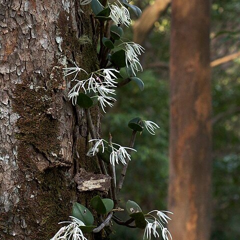 Dendrobium aemulum unspecified picture