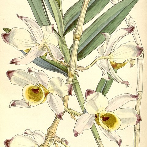 Dendrobium falconeri unspecified picture