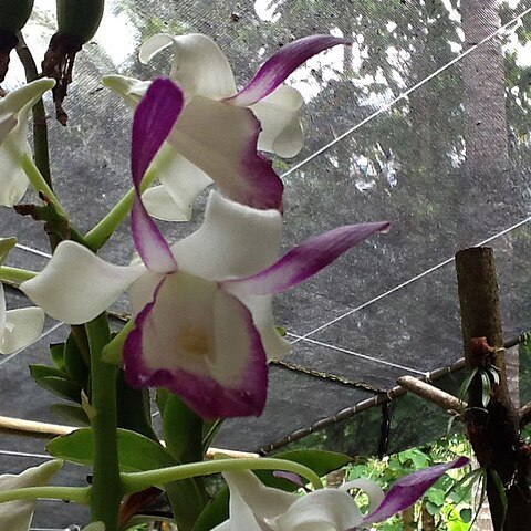 Dendrobium taurinum unspecified picture