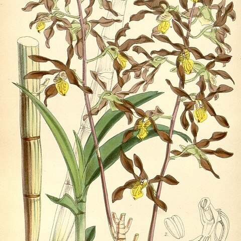 Dendrobium johannis unspecified picture