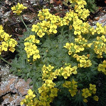 Draba cappadocica unspecified picture